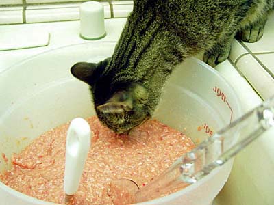 How do you choose the right cat food for your pet?