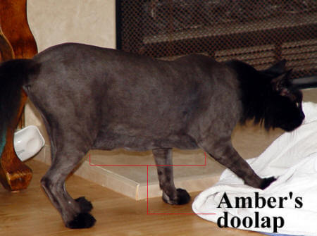 Image showcasing Feline Obesity: An Epidemic of Fat Cats