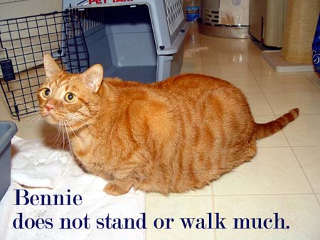 Obese cats suffer from painful orthopedic problems