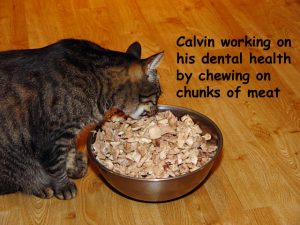 calvinchewingchunksofmeat