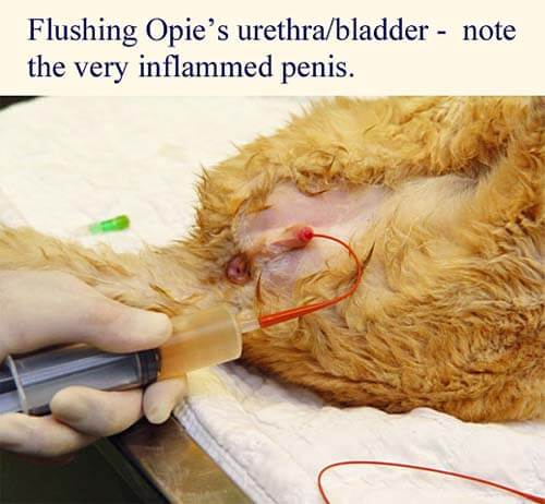 feline urethral obstruction treatment