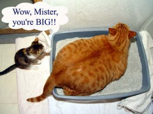 large cat on scale