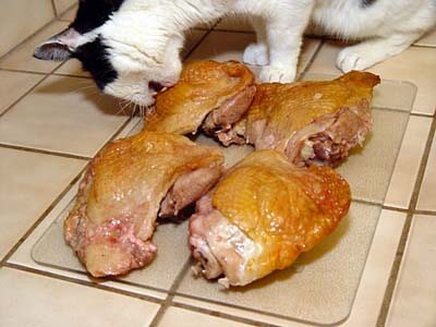 Homemade meals hotsell for cats