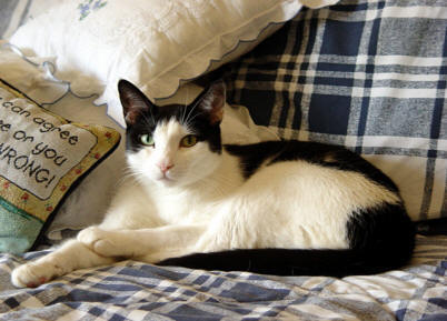 Toby - very lean, energetic and athletic on a proper diet. He is 18 years old and still runs around like a kitten.